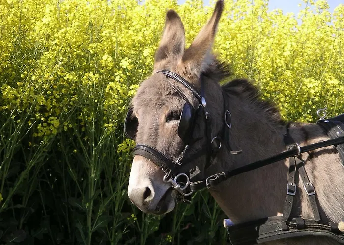 Guest house Git' Ane Evasion 3*